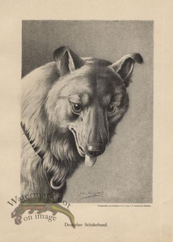 1890s Dogs 34